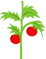 Tomatoes on Plant