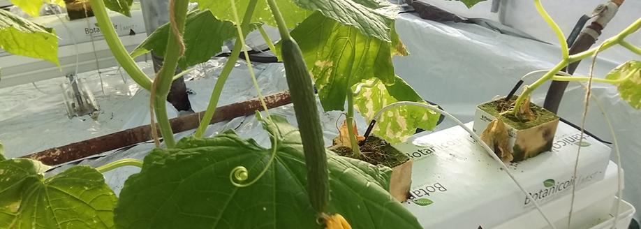 Early Cucumber