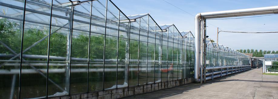 Greenhouses at J.P.C Site