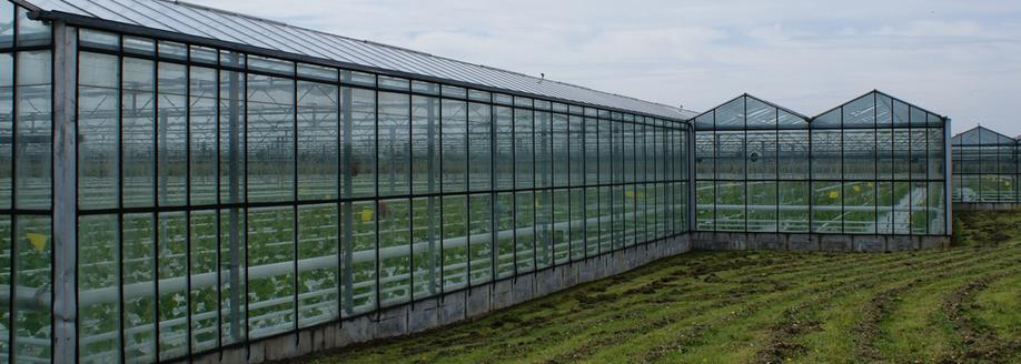 Greenhouses at Anchor Nurseries